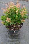 pieris.jpg