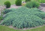 bluecarpet1.jpg